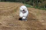 BICHON FRISE 023